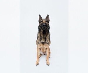 Mila - Female German Shepherd Dog Dog for Adoption - Photo #10