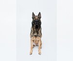 Small #9 German Shepherd Dog