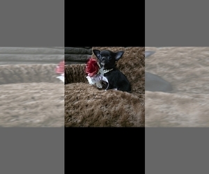 Chihuahua Puppy for sale in CRAFTON, PA, USA