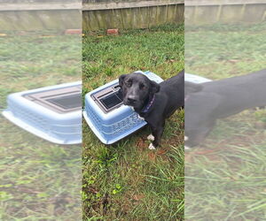 Labrador Retriever-Unknown Mix Dogs for adoption in Aurora, IN, USA