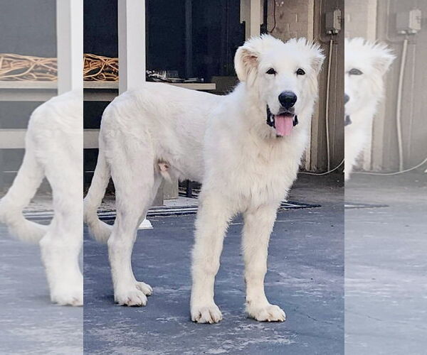 Medium Photo #11 Great Pyredane Puppy For Sale in Spring, TX, USA