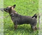 Small #2 Chihuahua Mix