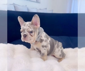 French Bulldog Puppy for Sale in PORT SAINT LUCIE, Florida USA