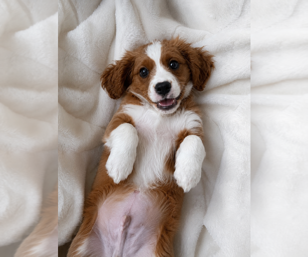 Medium Photo #6 Cavapoo (Miniature) Puppy For Sale in DURHAM, CT, USA