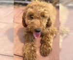 Small Photo #28 Goldendoodle-Poodle (Toy) Mix Puppy For Sale in MENIFEE, CA, USA