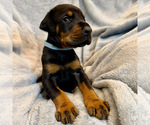 Small #12 Doberman Pinscher