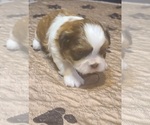 Small Photo #5 Shih Tzu Puppy For Sale in BELLEVILLE, MI, USA