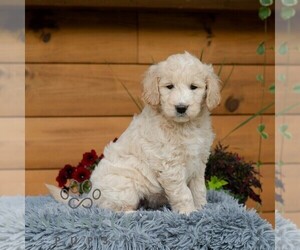 Goldendoodle Puppy for sale in ROARING SPRING, PA, USA