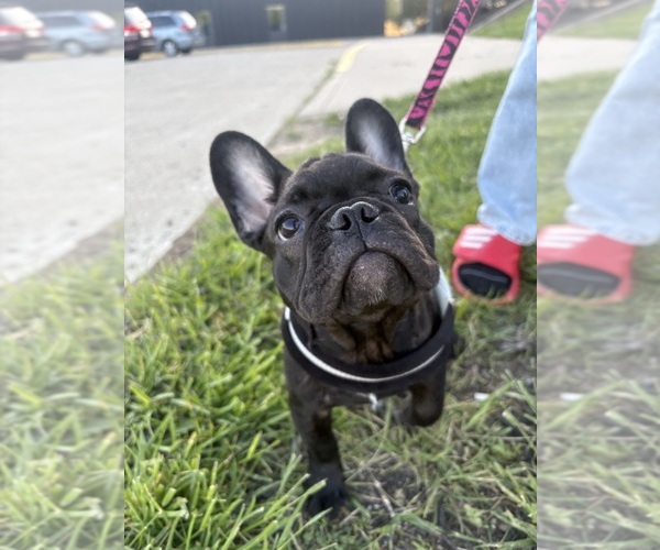 Medium Photo #2 French Bulldog Puppy For Sale in YORKTOWN, IN, USA