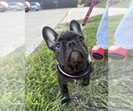 Small #1 French Bulldog