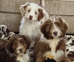 Small Aussiedoodle