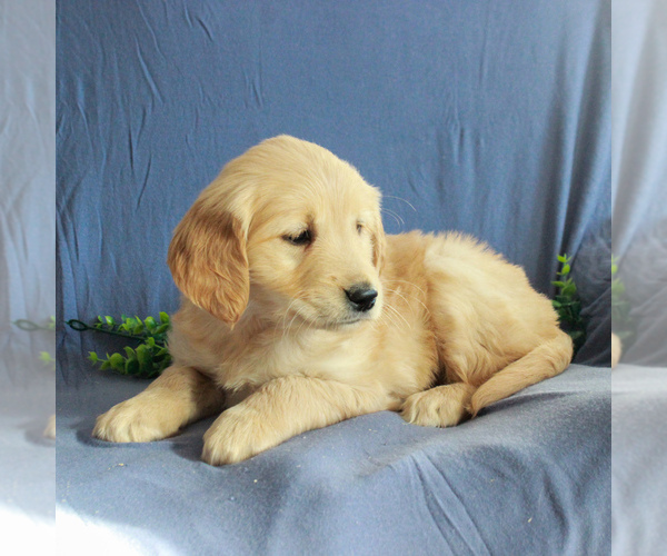 Medium Photo #4 Golden Retriever Puppy For Sale in GORDONVILLE, PA, USA
