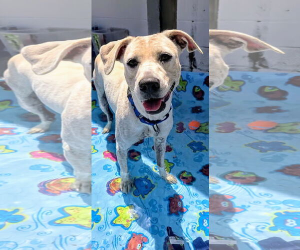 Medium Photo #3 Labrador Retriever-Unknown Mix Puppy For Sale in Rockaway, NJ, USA