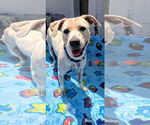 Small #2 Labrador Retriever Mix