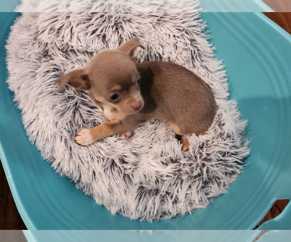 Medium Photo #4 Chihuahua Puppy For Sale in MARIETTA, GA, USA