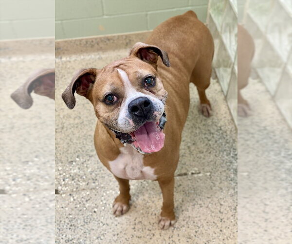 Medium Photo #3 Boxer Puppy For Sale in Austin, TX, USA