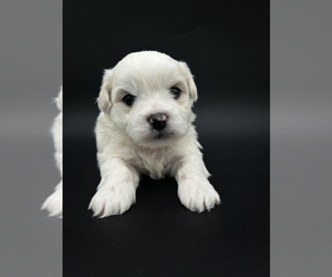 Zuchon Puppy for sale in FAIRBANK, IA, USA