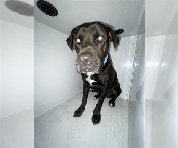 Medium Photo #1 American Staffordshire Terrier Puppy For Sale in Houston, TX, USA