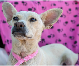Crackle - Female Chihuahua-Unknown Mix Dog for Adoption - Photo #4
