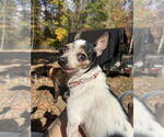 Small #2 Chihuahua Mix