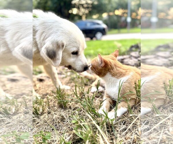 Medium Photo #5 Great Pyrenees Puppy For Sale in Spring, TX, USA