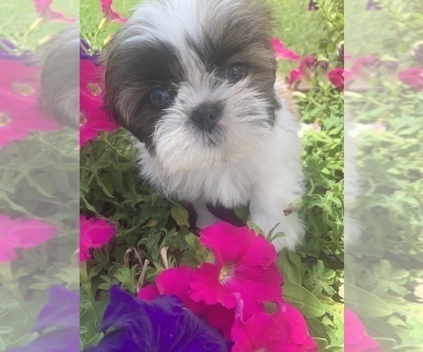Medium Photo #20 Shih Tzu Puppy For Sale in FORT WORTH, TX, USA