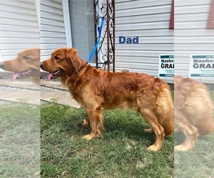 Father of the Golden Retriever puppies born on 06/13/2025