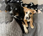 Small #3 American Pit Bull Terrier Mix