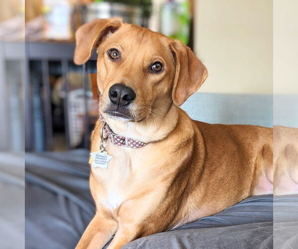 Medium Photo #1 Labrador Retriever Puppy For Sale in Monkton, MD, USA