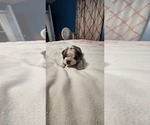Small English Bulldogge