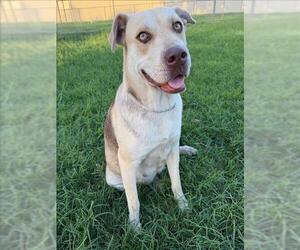 Labrador Retriever-Unknown Mix Dogs for adoption in Conroe, TX, USA