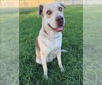 Small Labrador Retriever Mix