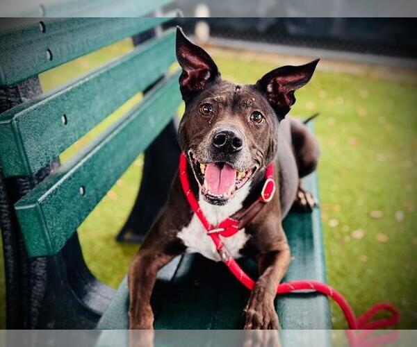Medium Photo #4 Labrador Retriever-Unknown Mix Puppy For Sale in Orlando, FL, USA