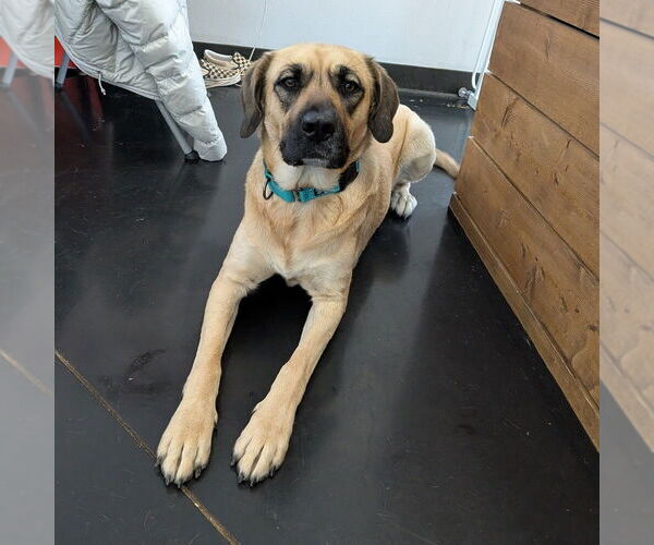 Medium Photo #15 Mastiff-Unknown Mix Puppy For Sale in Vail, AZ, USA