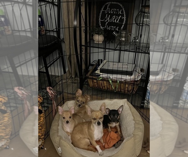 Medium Photo #4 Chihuahua Puppy For Sale in PHILADELPHIA, PA, USA