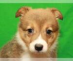 Small Photo #4 Pembroke Welsh Corgi Puppy For Sale in SHAWNEE, OK, USA