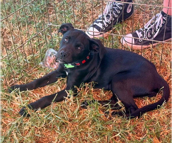Medium Photo #1 Labrador Retriever-Unknown Mix Puppy For Sale in San Diego, CA, USA