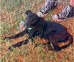 BP Lightning - Female Labrador Retriever-Unknown Mix Dog for Adoption - Small photo