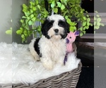 Small Photo #7 ShihPoo Puppy For Sale in FRANKLIN, IN, USA