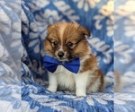 Small Photo #1 Pomeranian Puppy For Sale in LINCOLN UNIV, PA, USA