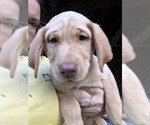 Puppy Puppy 1 Purple Labrador Retriever