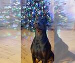 Small Photo #1 Doberman Pinscher Puppy For Sale in MOORESVILLE, NC, USA