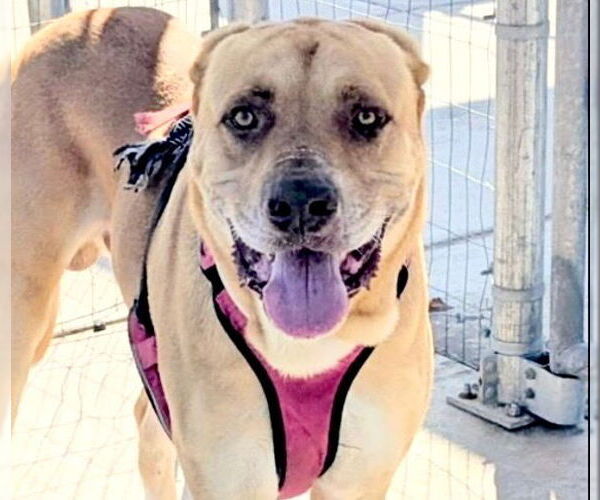 Medium Photo #2 Labrador Retriever Puppy For Sale in Houston, TX, USA