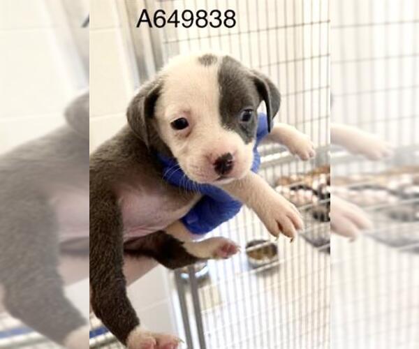 Medium Photo #2 Mutt Puppy For Sale in Houston, TX, USA