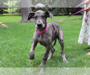 Great Dane Puppy for sale in SHILOH, OH, USA