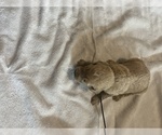 Small Photo #25 Goldendoodle Puppy For Sale in LASCASSAS, TN, USA