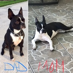 Father of the Boston Terrier puppies born on 07/27/2018