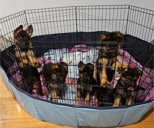 German Shepherd Dog Litter for sale in INGLEWOOD, CA, USA