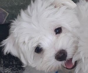 Maltese Puppy for sale in WAYNESBORO, GA, USA