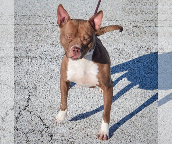 Medium Photo #11 American Bulldog-American Staffordshire Terrier Mix Puppy For Sale in Huntley, IL, USA